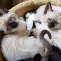 image1-950 adopt a pet
