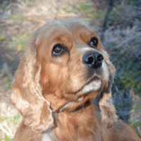 image2-950 adopt a pet