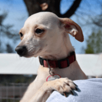 white-dog legacy giving donations