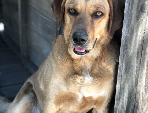 Happy Tails Story: Hank