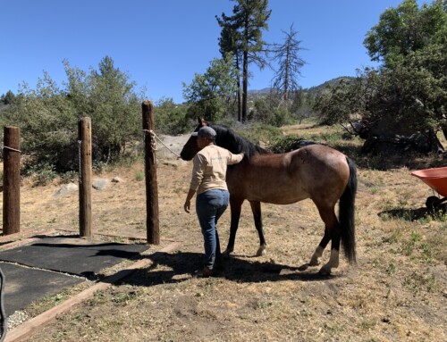 Equine Therapy vs. Collaborative Horsemanship: What’s the Difference? 