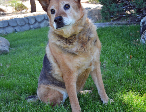 Happy 16th Birthday, Laverne!
