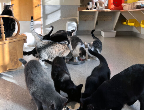 How to Keep Your Cat’s Litter Box Smelling Fresh