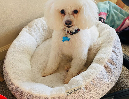 Happy Tails Story: Maurice