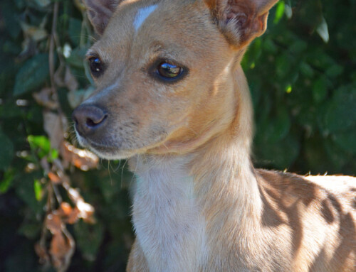 Happy Tails Story: Taffy