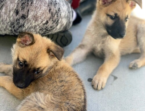 The Story of the Powerpuff Puppies