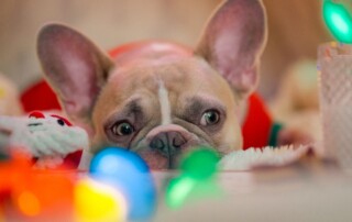 holiday with your pet